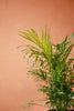 Neanthe Bella Palm
