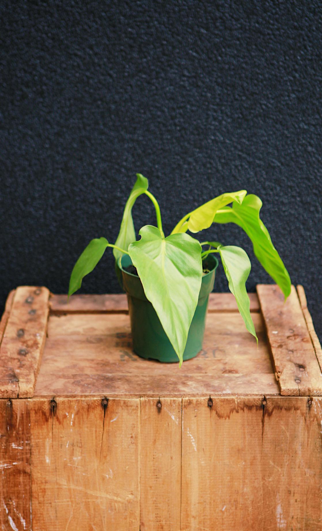 Philodendron Giganteum