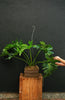 Philodendron 'Revolutions'