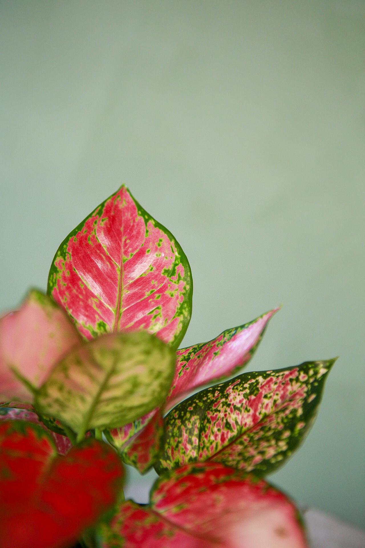 Aglaonema 'Red Valentine'