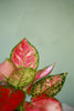 Aglaonema 'Red Valentine'