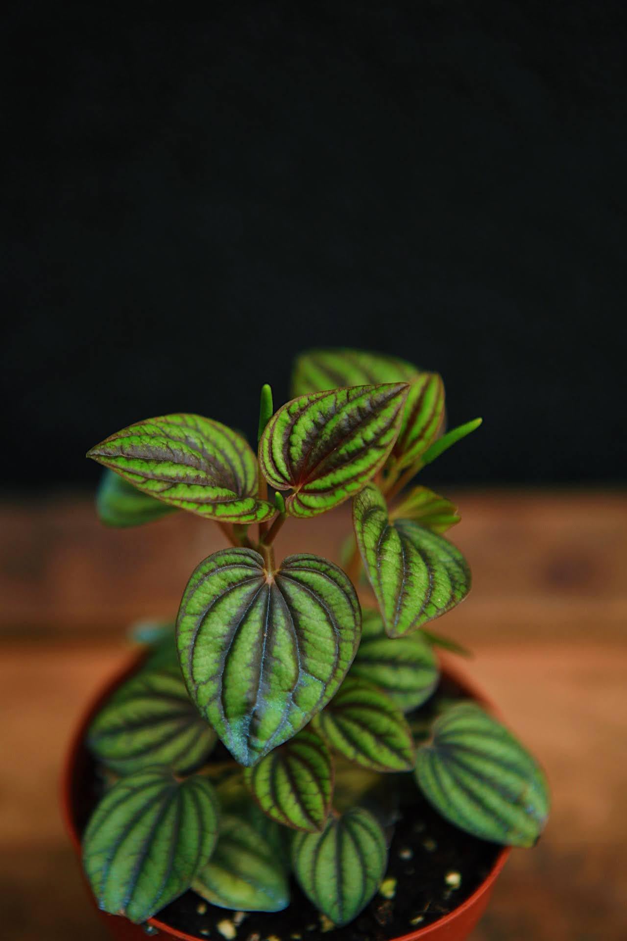 Peperomia 'Piccolo Banda'