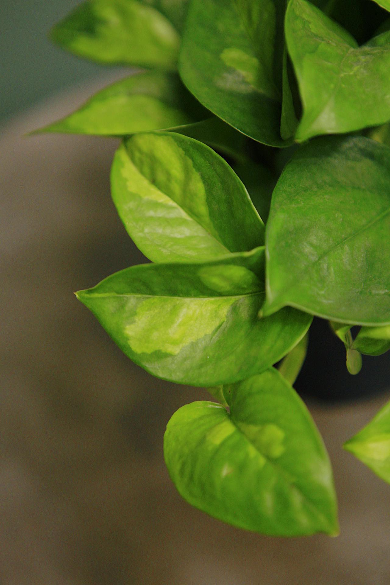 Global Green' Pothos