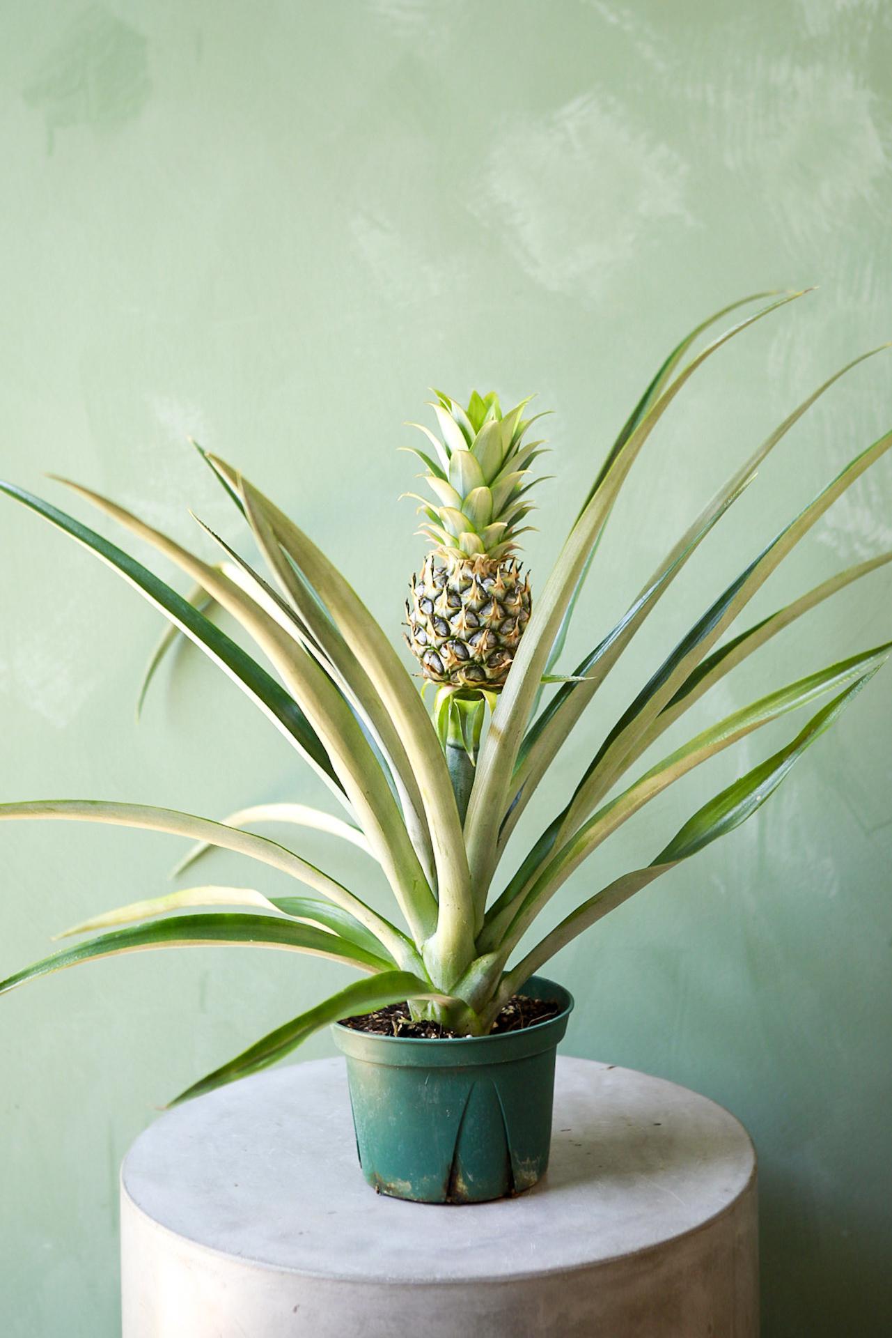 Bromeliad Pineapple