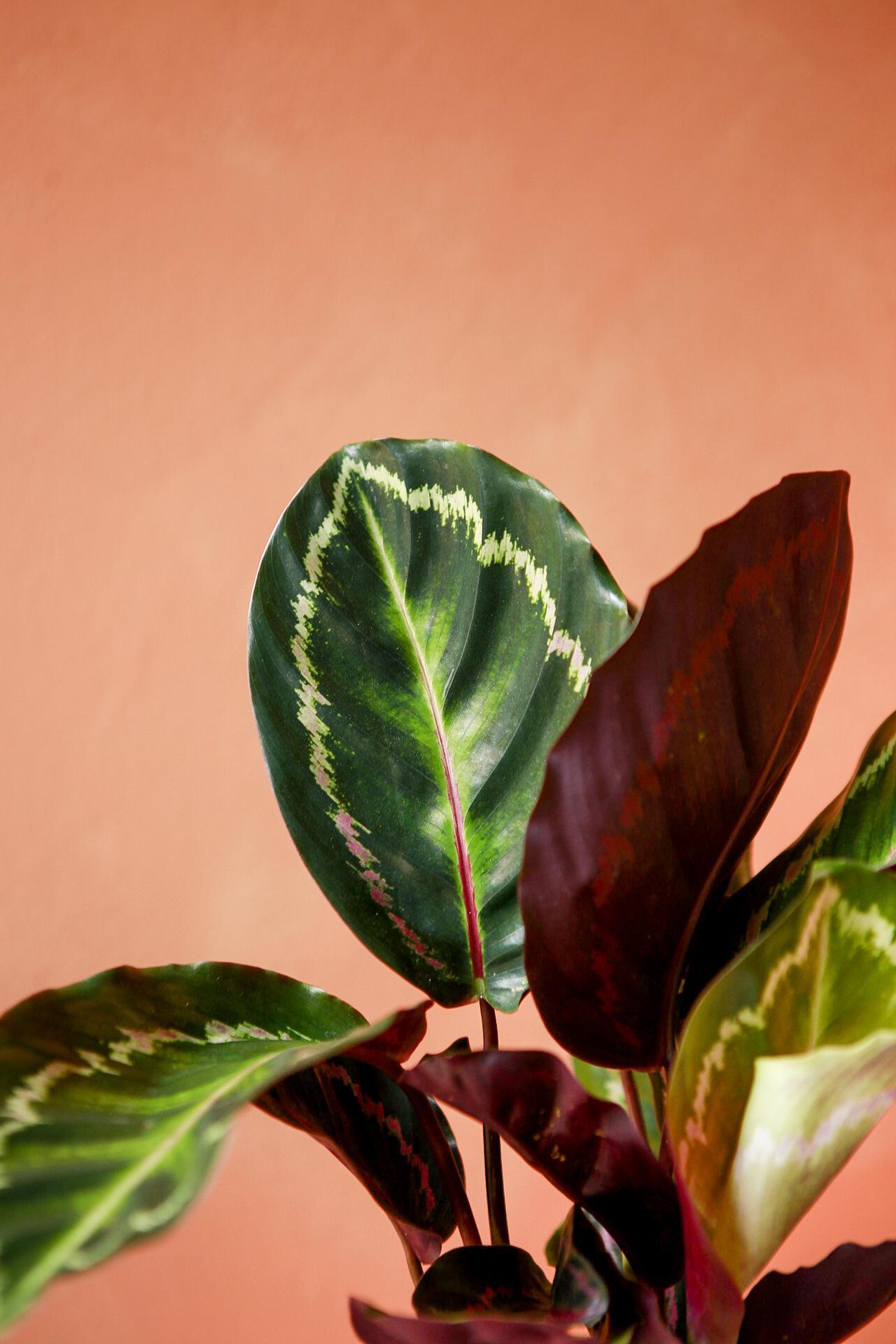 Calathea Medallion