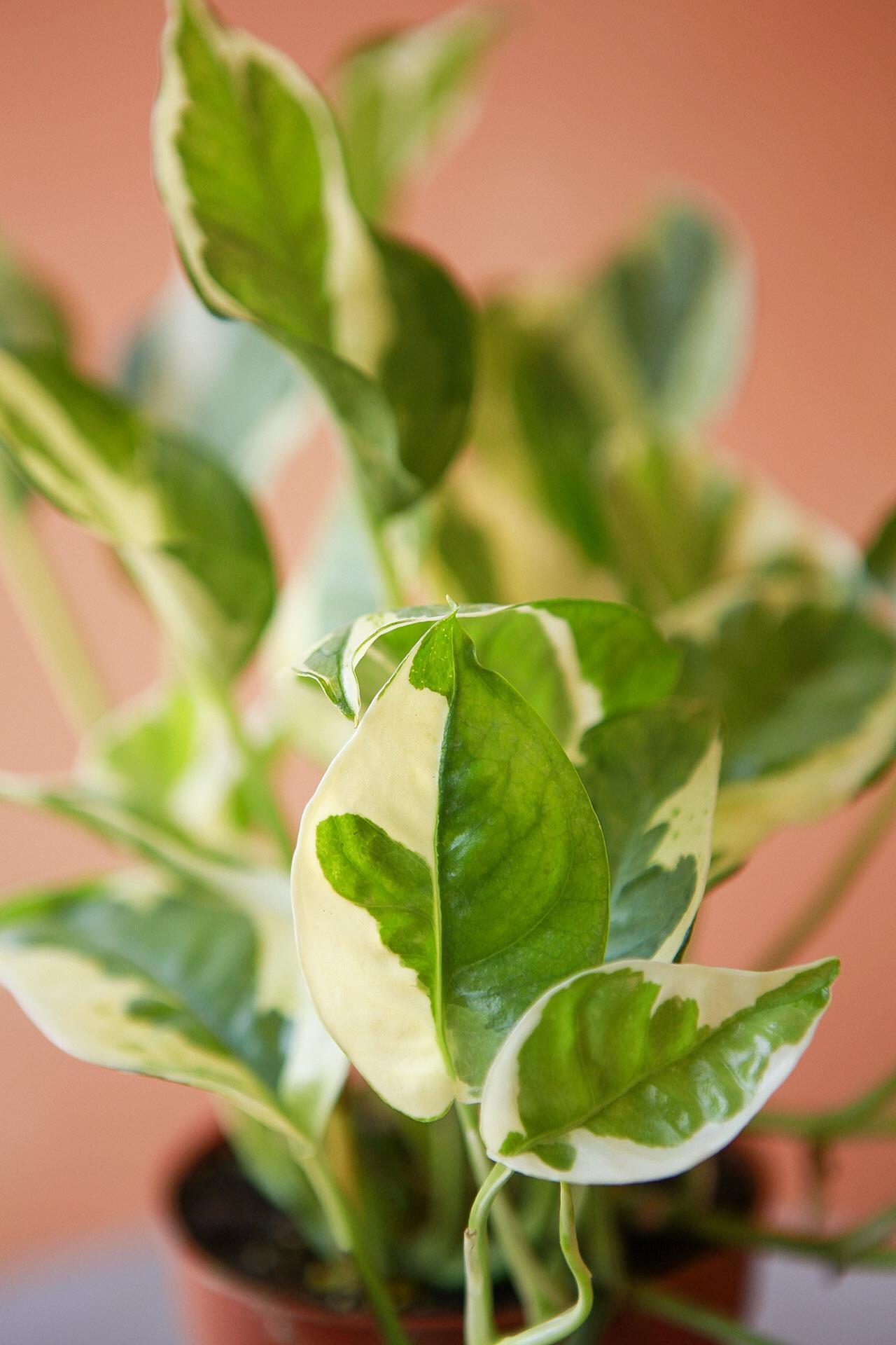 'Pearls & Jade' Pothos