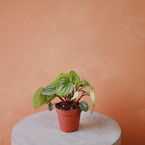 Watermelon Peperomia