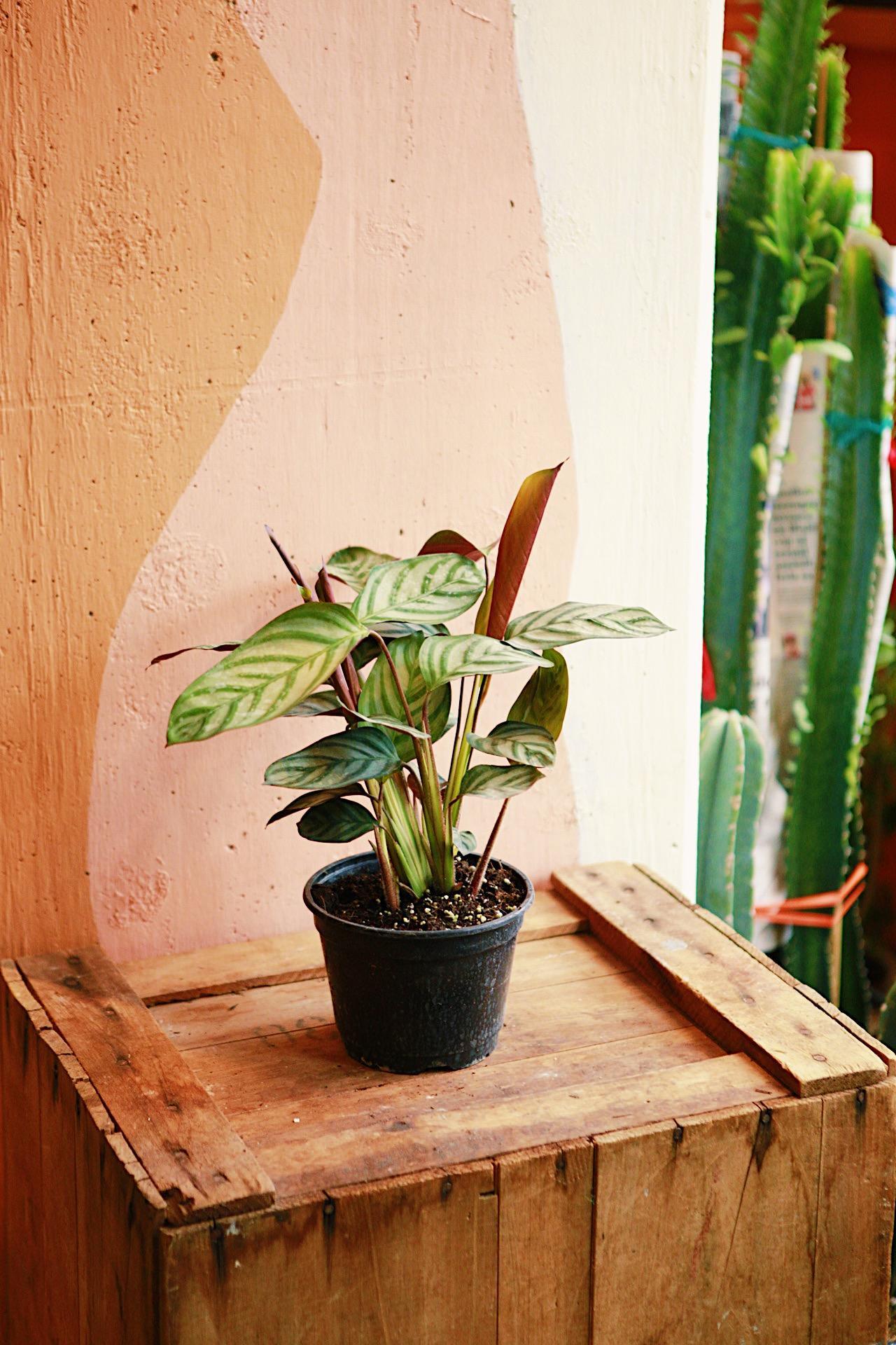 Calathea 'Compact Star'