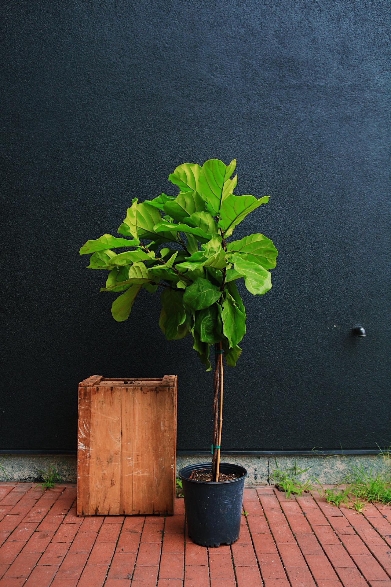 Fiddle Leaf Fig
