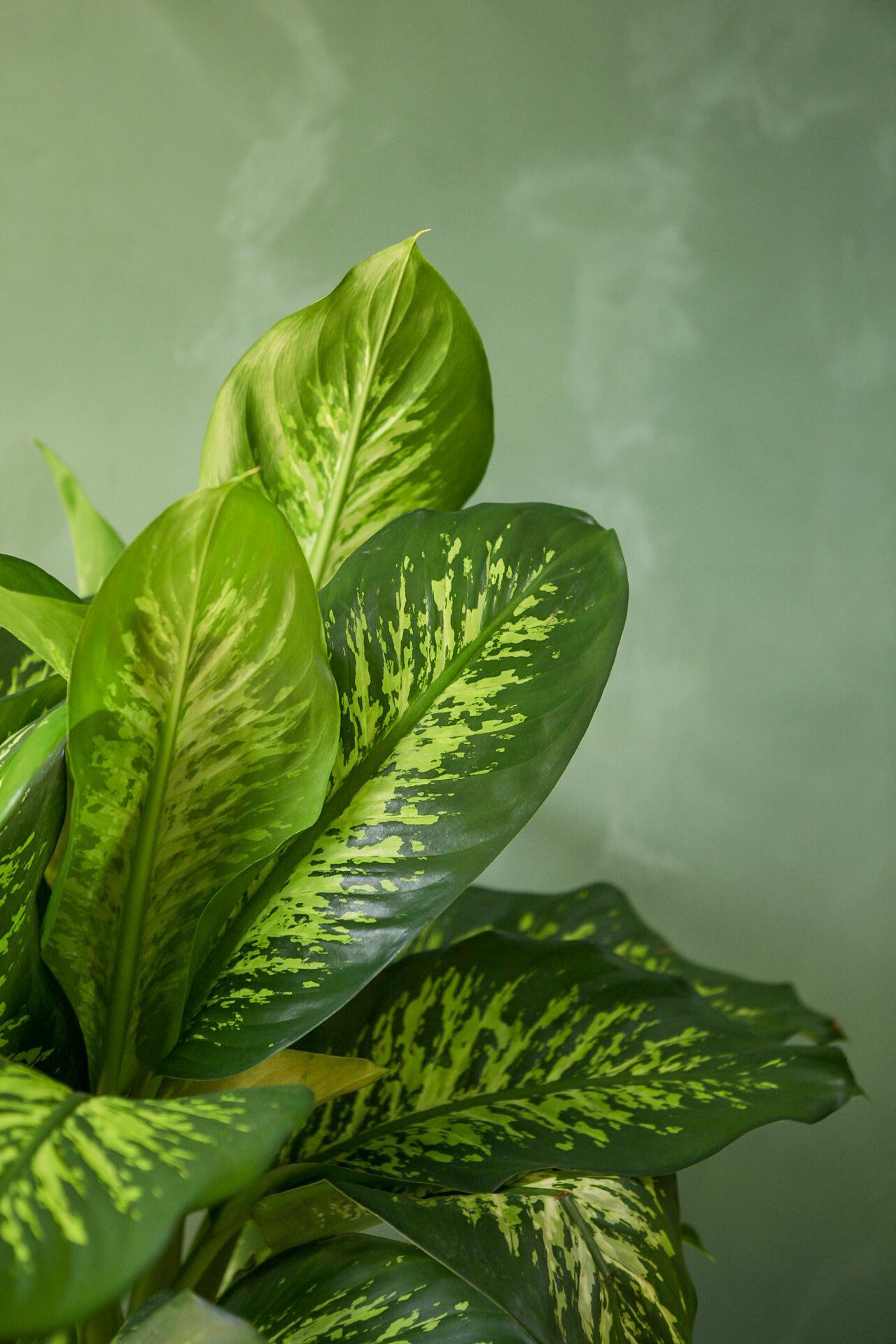 Dieffenbachia 'Tropic Snow'