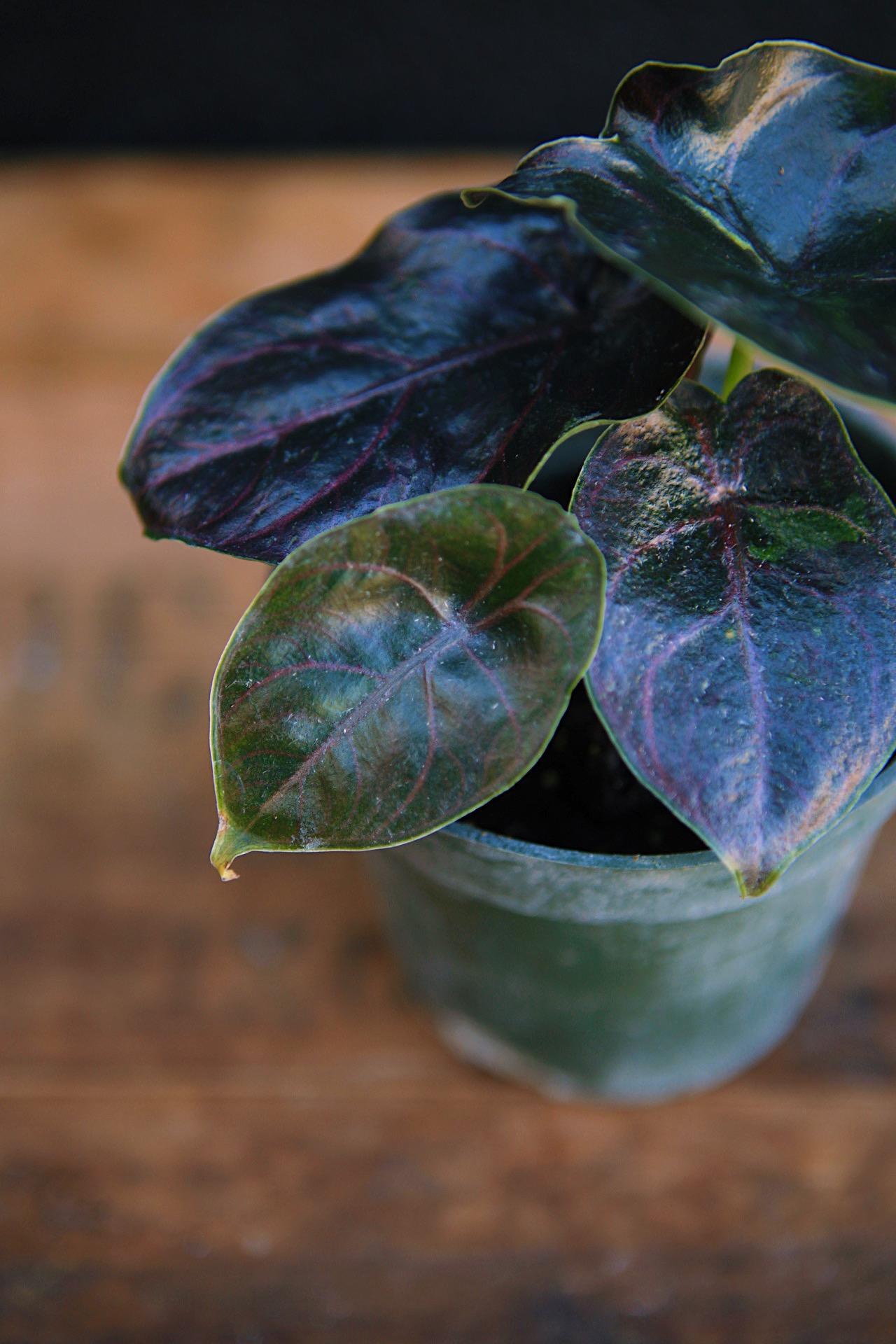 Alocasia Red Mambo