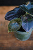 Alocasia Red Mambo