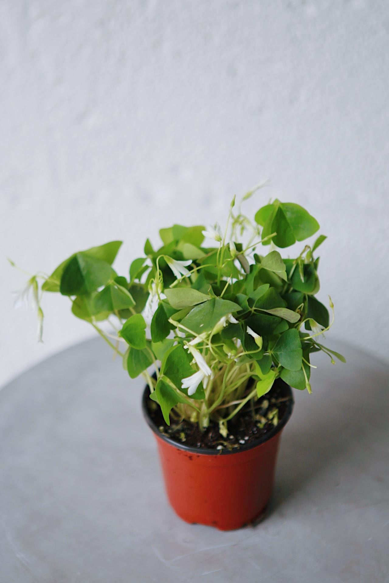 Green Oxalis Triangularis
