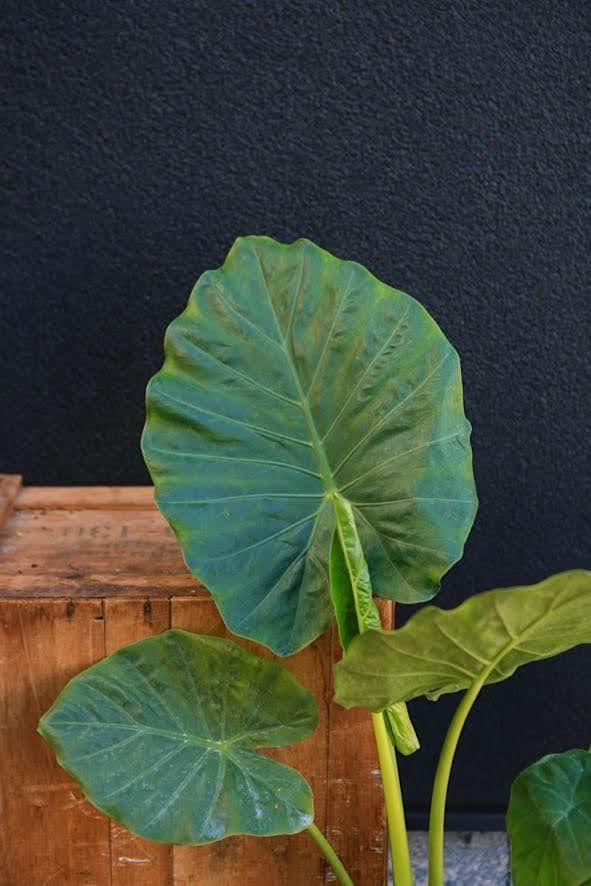 Alocasia odora