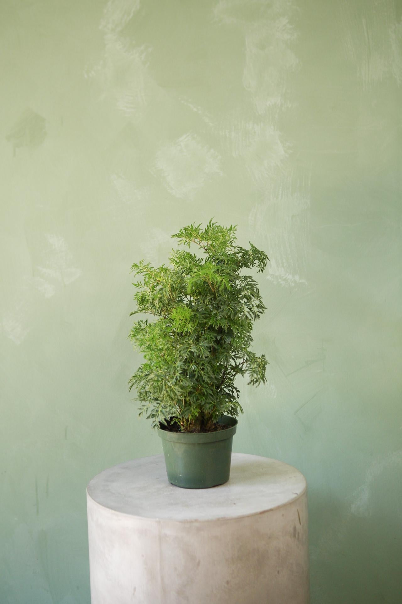Golden Ming Aralia