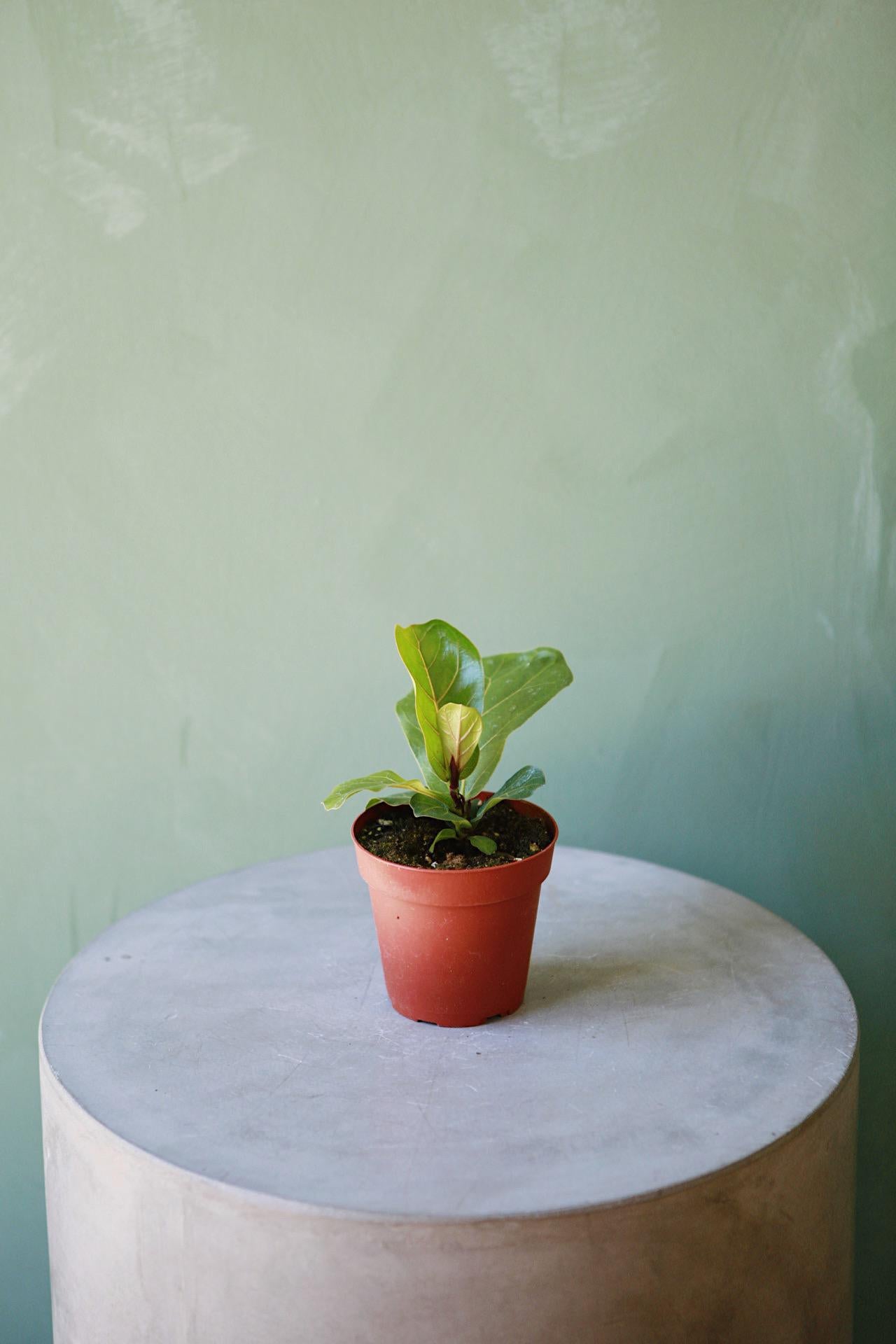 Fiddle Leaf Fig