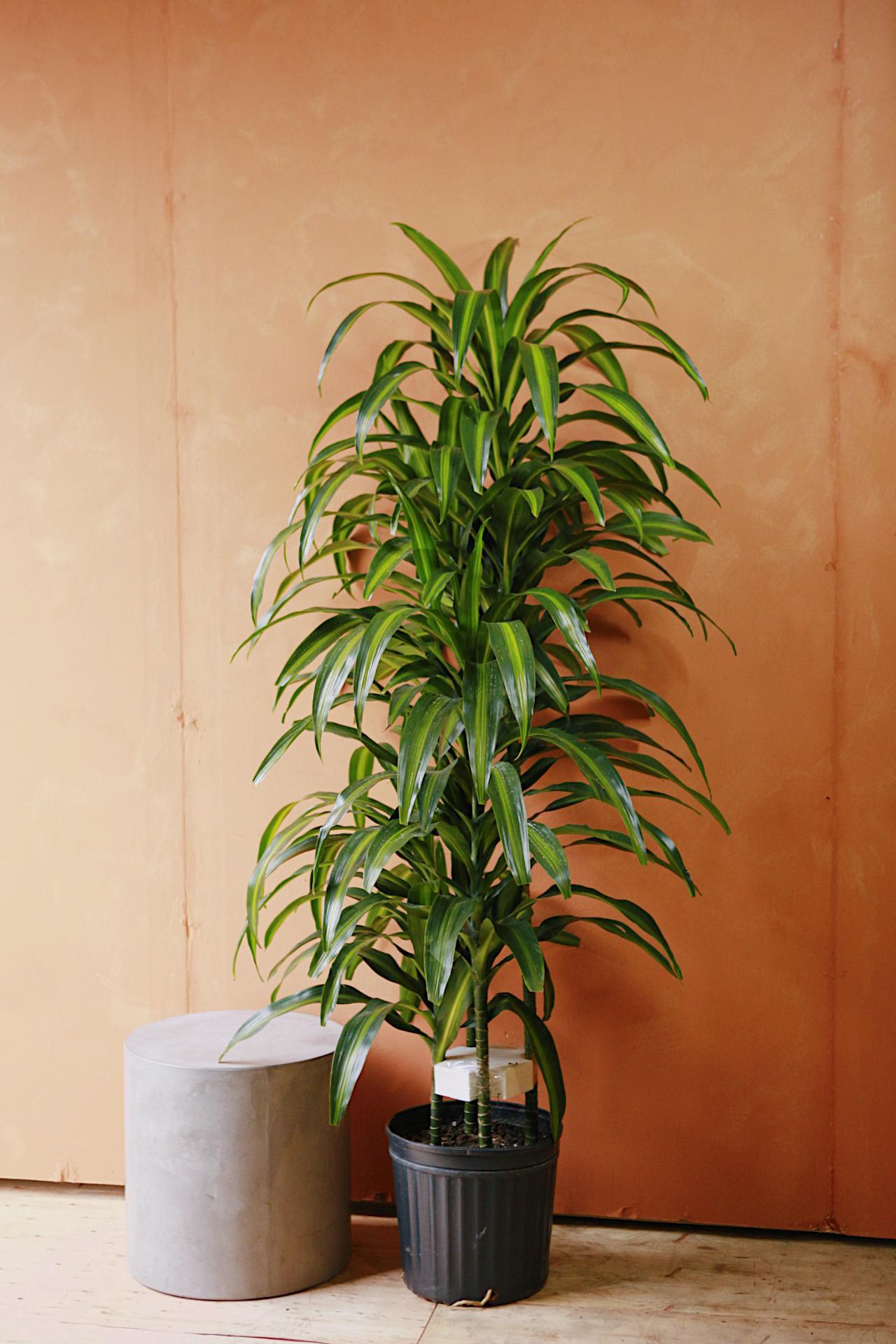 Dracaena 'Hawaiian Sunshine'