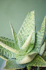 Aloe Exotic