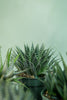 Assorted Haworthia