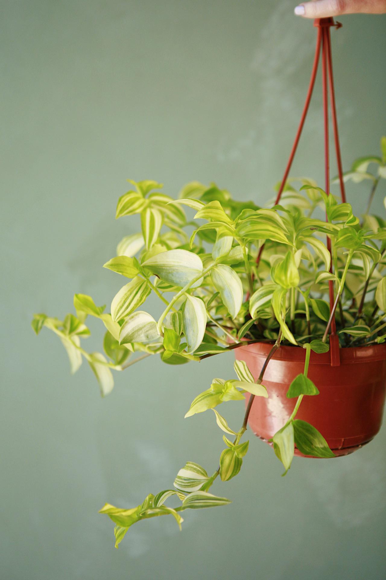 Tradescantia 'Yellow Zebra'