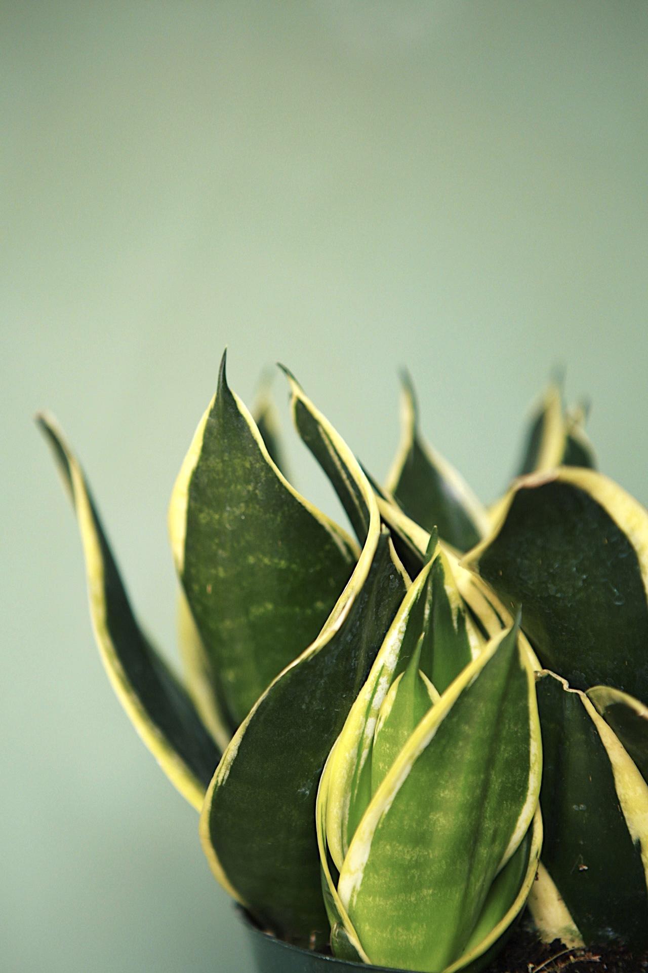 Snake Plant "Black Star Hahnii"