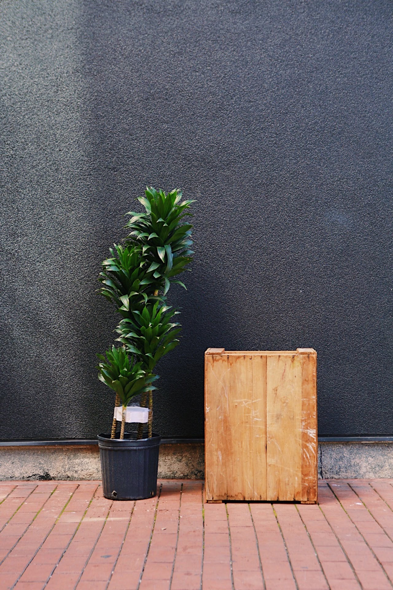 Dracaena 'Janet Craig'