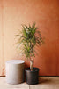 Dracaena Marginata
