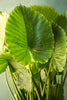 Alocasia 'California'