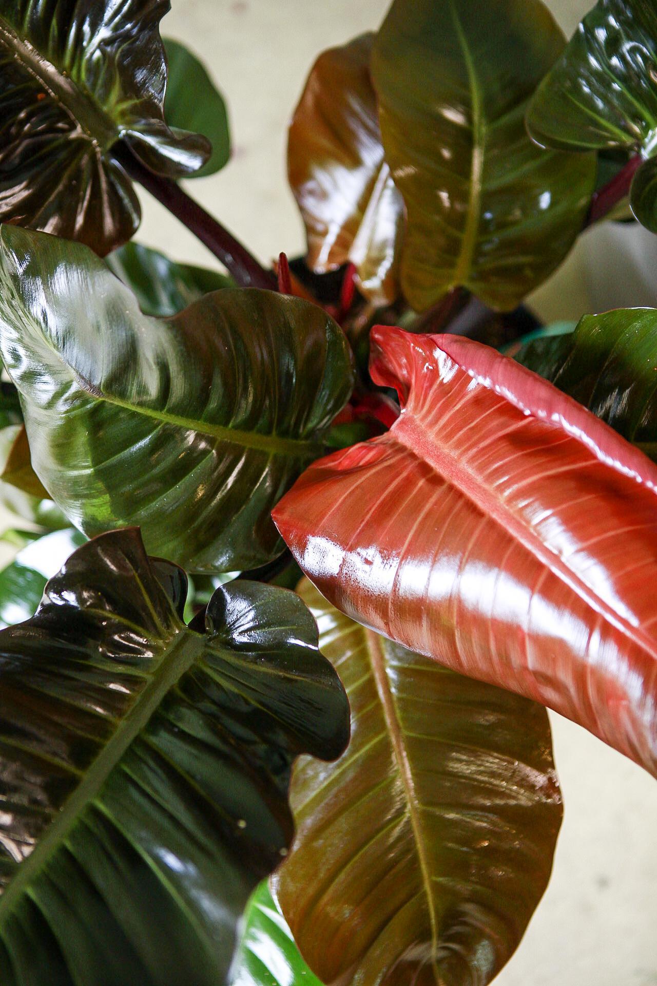 Philodendron 'Black Cardinal'