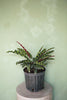 Rattlesnake Calathea