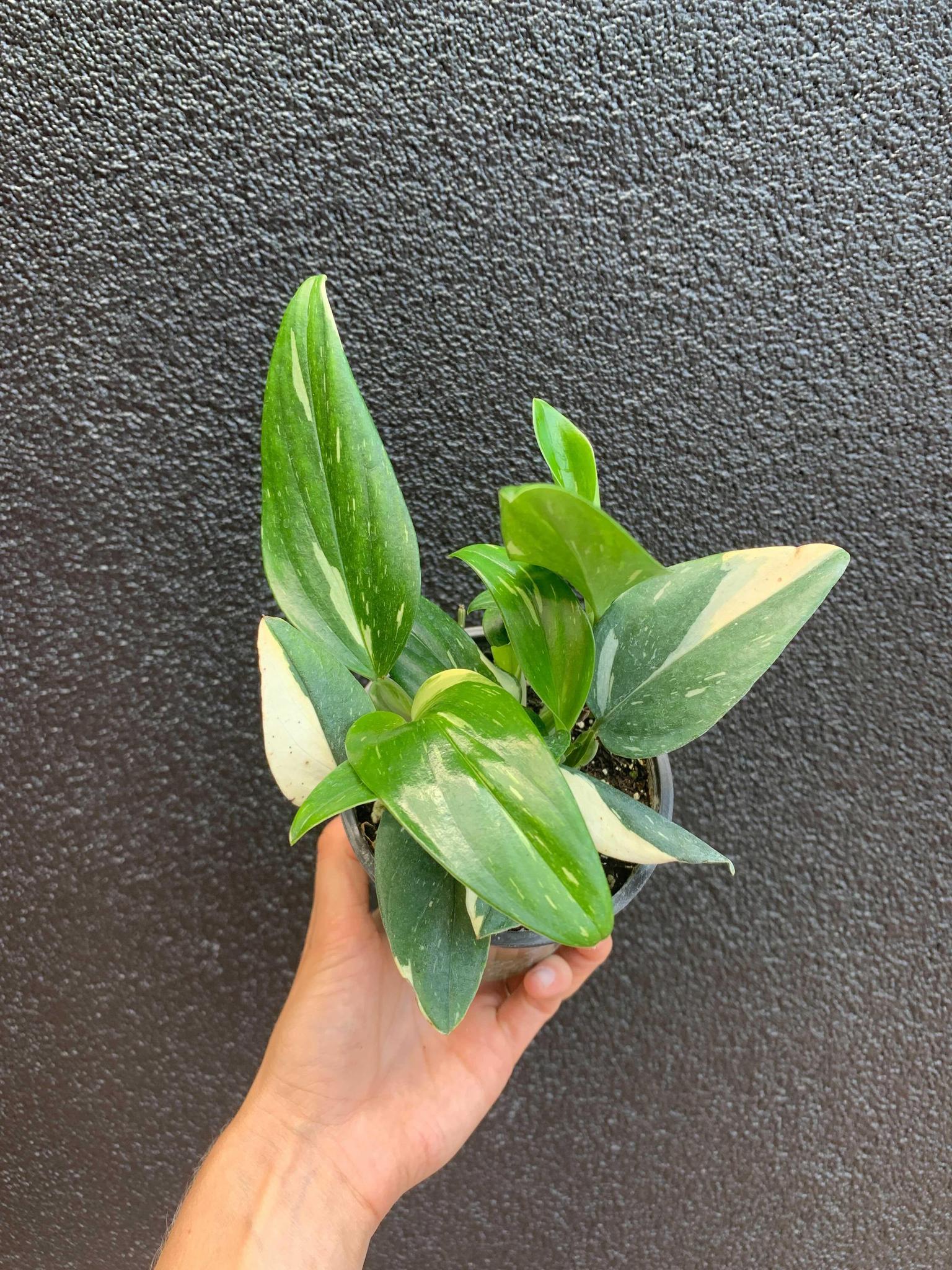 Monstera standleyana 'Albo'