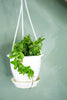 Hoya Rope