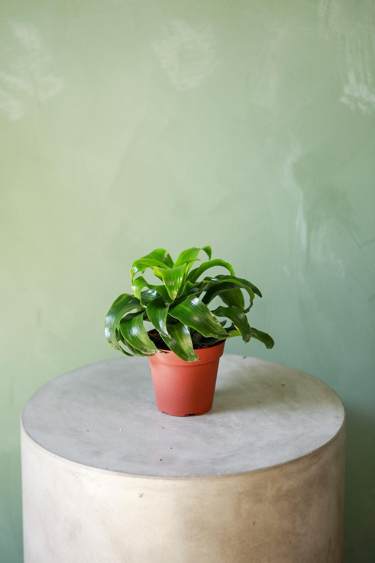 Dracaena 'Twister'