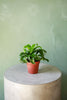 Dracaena 'Twister'