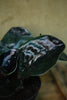 Geogenanthus cilatus