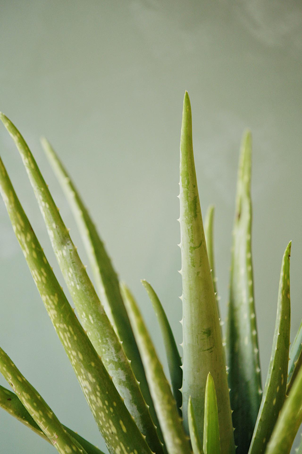 Aloe vera
