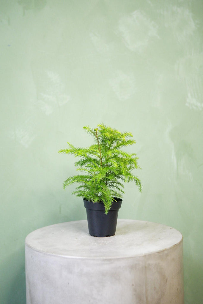 Norfolk Island Pine