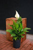 Peace Lily