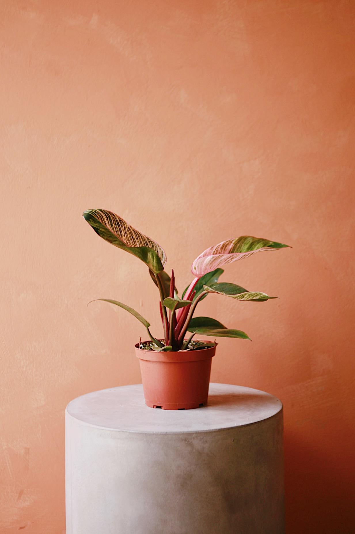 Philodendron Birkin Pink