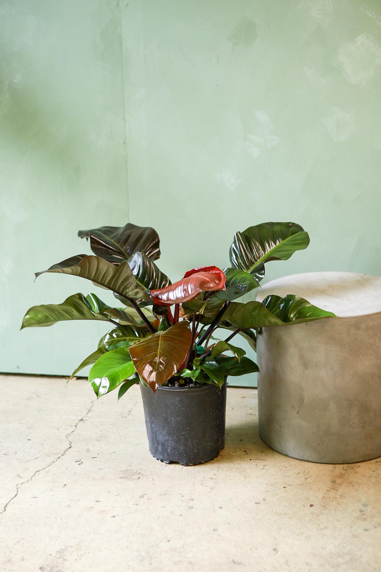 Philodendron 'Black Cardinal'