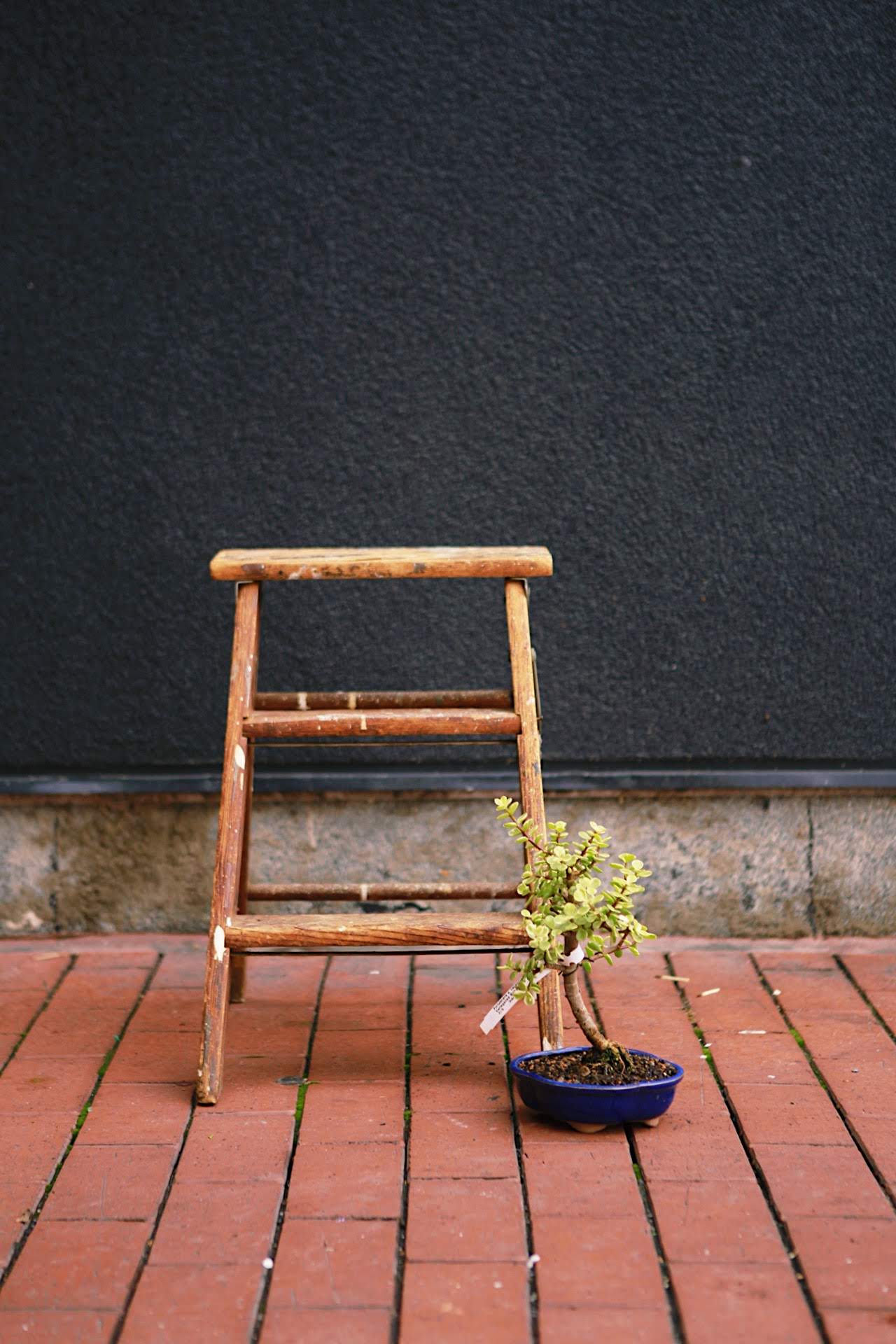 Bonsai