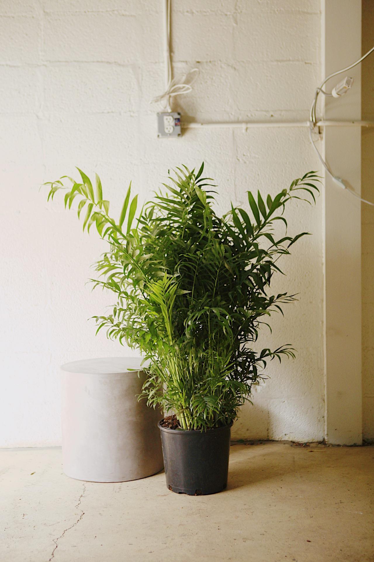 Neanthe Bella Palm