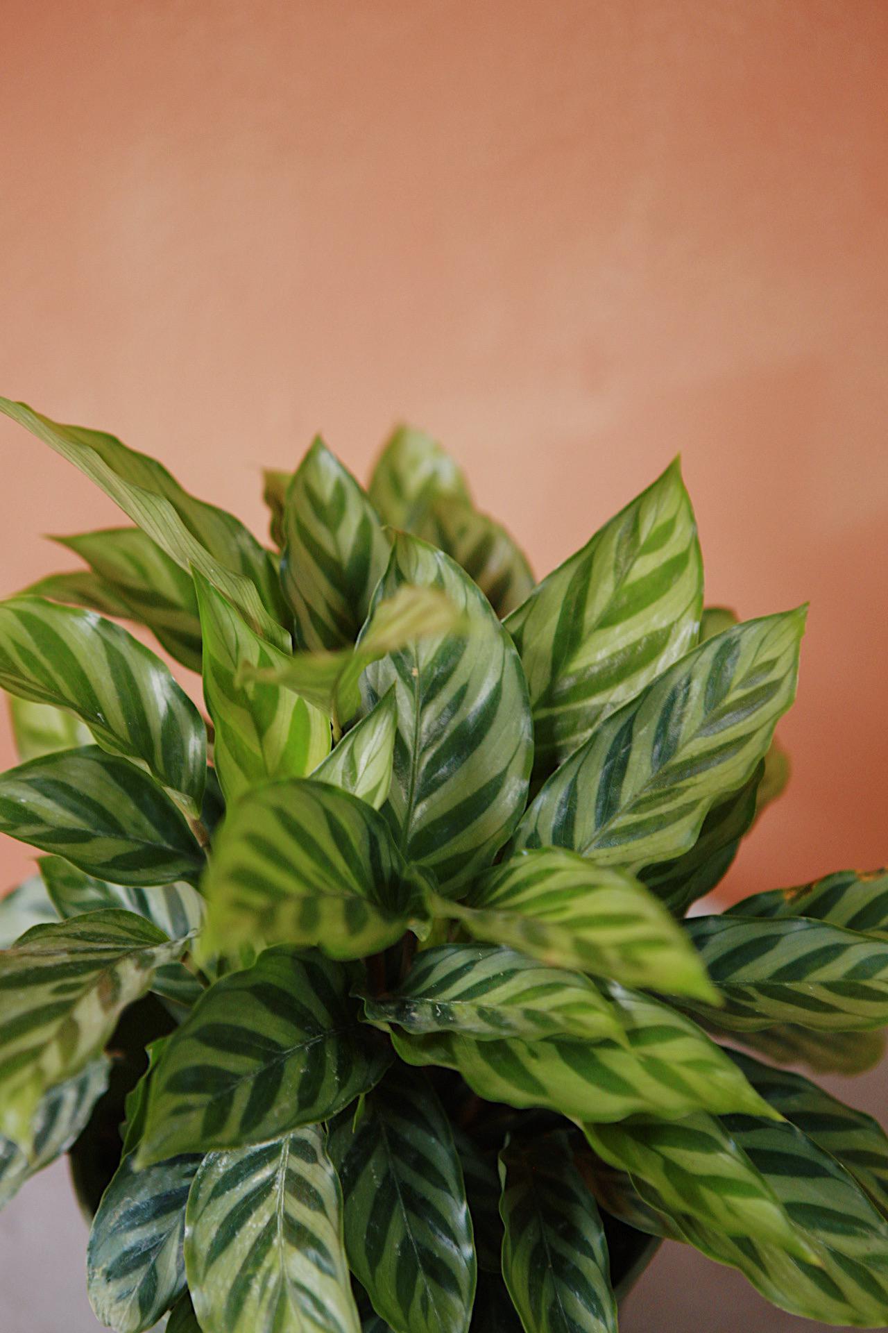 Calathea 'Freddie'