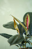 Rubber Plant 'Burgundy'