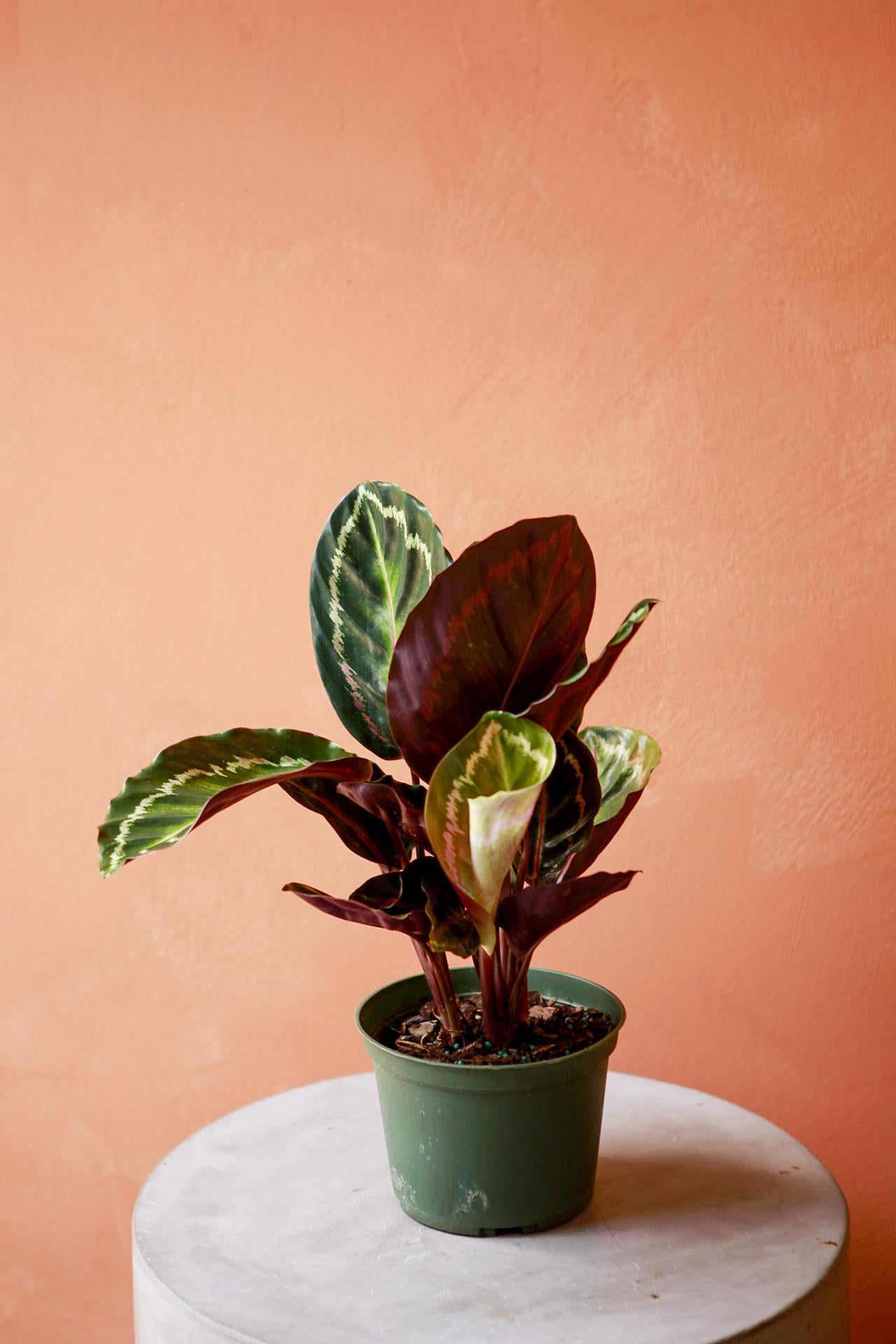 Calathea Medallion
