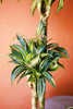 Dracaena 'Jade Jewel'