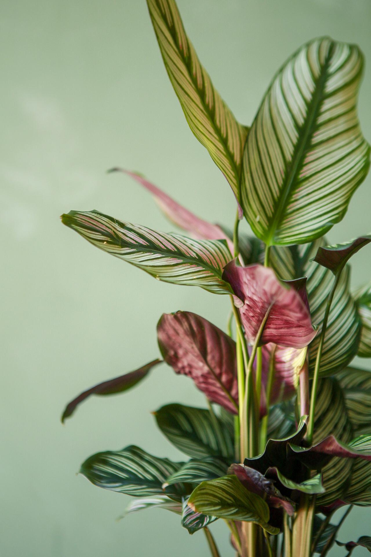 Calathea 'White Star'