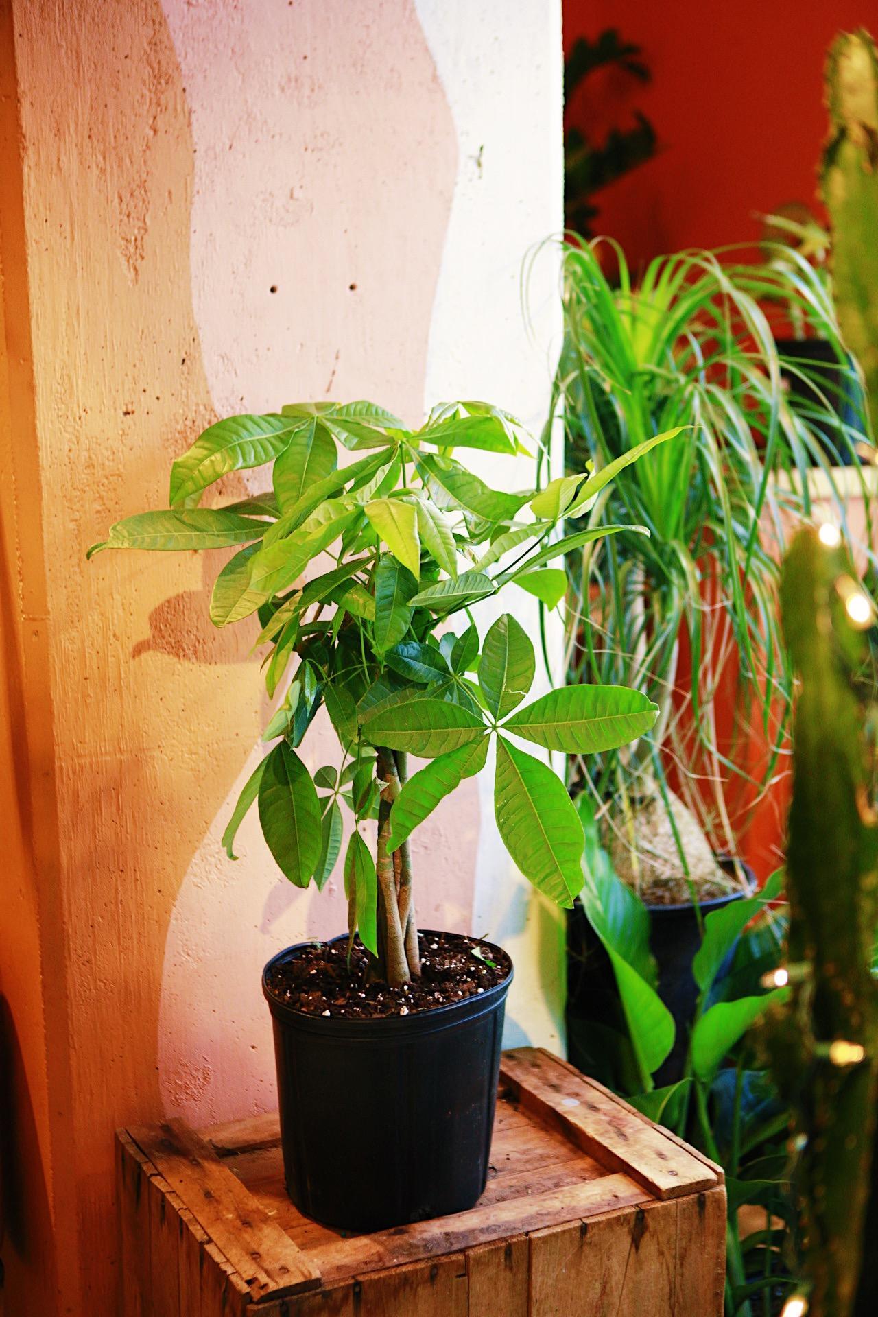 Money Tree