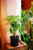 Money Tree