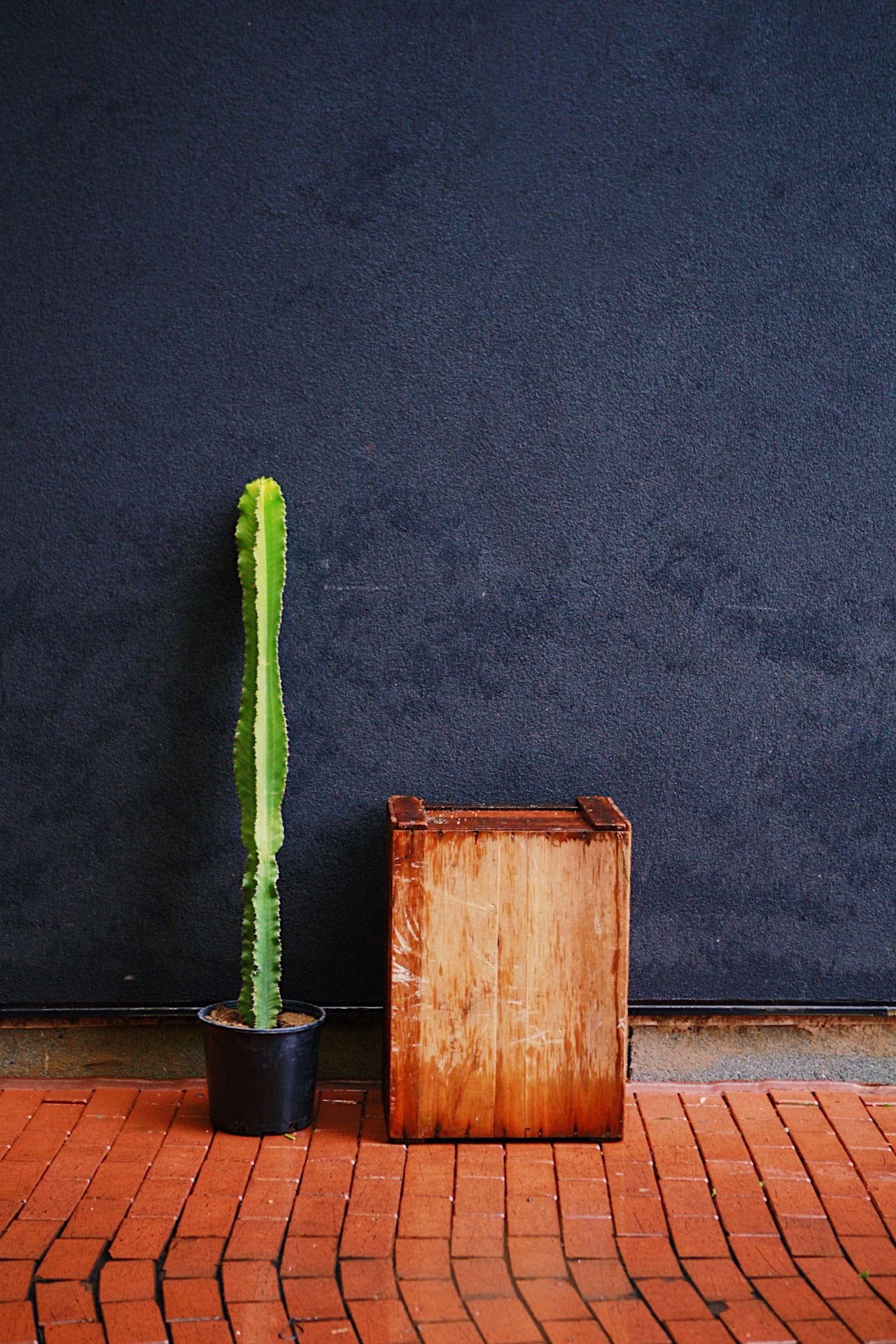 Emerald Giant Cactus